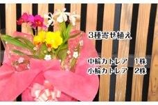 ミニ・ミディカトレア3種寄せ植え（A898-1）
