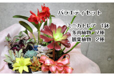 人気植物10種バラエティセット（A899-1）