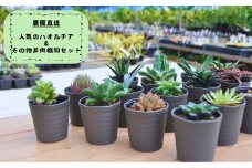 人気のハオルチア＆その他の多肉植物詰め合わせ（A944-1）