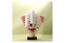 フォアスPREMIUM胡蝶蘭3本立ち42輪以上 白 (A958-1) 