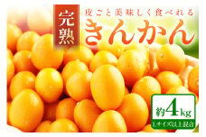 完熟きんかん/金柑 4kg 秀品 Lサイズ以上《先行予約》