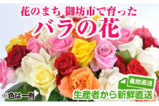 バラの花 約20本 花のまち御坊産の薔薇 生産者から新鮮直送
