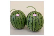 御坊産小玉すいか ひとりじめ L～2L寸（2玉約4～5kg）
