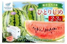 自農園産　紅小玉スイカ「ひとりじめ」2～3玉≪先行予約≫2026年6月中旬から順次発送【 配送不可地域：北海道・青森・秋田・岩手・沖縄・離島】果物 くだもの フルーツ 期間限定 すいか 小玉すいか 小玉スイカ 西瓜 贈答 贈り物 シャリシャリ みずみずしい