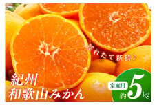 【産地直送】ご家庭用紀州和歌山みかん 約5kg《先行予約》