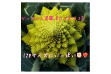 ロマネスコ　かっちゃん農園　120サイズ満杯詰め