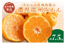 みかんの産地和歌山の農園直送北村農園の天田みかん7.5kg