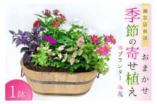 【園芸店直送】おまかせ季節の寄せ植え プランター 花