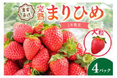 農家直送！ 大粒完熟まりひめ いちご 4パック（1月限定）【配送不可地域 北海道 沖縄 離島】 期間限定 苺 イチゴ ケーキ デザート おやつ 果物 フルーツ オリジナルブランド 新鮮 柔らかい 甘い 糖度 旨味 食べ応え抜群
