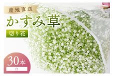 湊園芸直送 カスミ草 切り花 白