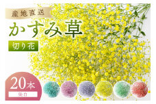 湊園芸直送 カスミ草 切り花  染 ミックス