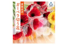 御坊の花　農園直送　ガーベラ切り花５０本
