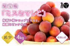 【2025年分先行予約】紫宝梅『ミスなでしこ®』【青梅：4kg】※2025年6月上中旬頃に順次発送予定【期間限定・先行予約・5/31まで】  / 田辺市 青梅 梅 紫宝梅 大梅 大玉 梅シロップ 梅酒【ngm004-1】