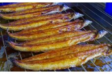 国産うなぎ蒲焼 大サイズハーフカット（頭尾なしで1袋70ｇ以上）×8袋セット / 和歌山 田辺市 国産 国産うなぎ 国産鰻 うなぎ 鰻 蒲焼 かば焼き 土用の丑の日 冷凍【ots004】