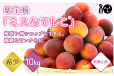 【2025年分先行予約】紫宝梅『ミスなでしこ®』【青梅：10kg】※2025年6月上中旬頃に順次発送予定【期間限定・先行予約・5/11まで】  / 田辺市 青梅 梅 紫宝梅 大梅 大玉 梅シロップ 梅酒【ngm010-1】