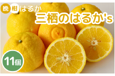 【2026年 先行予約】晩柑はるか　三栖の『はるか』’ｓ11個入 ※2026年2月中旬～3月上旬頃に順次発送予定【数量限定・2026年1月31日まで受付】 / 柑橘 果実酒 ピール マーマレード さっぱり 田辺市 希少 晩柑【ngm008-2】