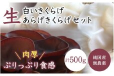 生白いきくらげ・生あらげきくらげセット   / 和歌山 田辺市 きくらげ 生  天然 無添加 栄養豊富 中華料理 サラダ【fzn008】