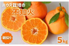 先行予約　紀州田辺産　木熟 ハウス栽培の不知火５kg ※3月中旬～4月中旬頃に順次発送予定【期間限定・3/1まで】 / 和歌山県 でこぽん デコポン 期間限定 柑橘  フルーツ 果物 紀州産 朝採り【kjt007】