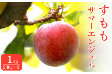 先行予約 すもも（サマーエンジェル）1kg ※6月中旬～7月中旬頃に順次発送予定【期間限定・数量限定・2025/6/20まで】 / スモモ お取り寄せ 期間限定 夏 フルーツ 果物  和歌山県 田辺市【mtm004-1】