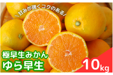 【2025年分先行予約】極早生みかん ゆら早生　10kg【10月上中旬以降発送予定】 / 和歌山県 田辺市 みかん 早生みかん 柑橘【mrn007-2】