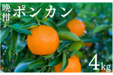 【先行予約】晩柑 ポンカン　4kg【1月中旬以降順次発送予定】 / ぽんかん 晩生 柑橘 果物 フルーツ 和歌山県 田辺市【mrn013-3】