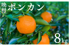 【先行予約】晩柑 ポンカン　8kg【1月中旬以降順次発送予定】 / 和歌山県 田辺市 みかん 晩生 柑橘【mrn014-1】