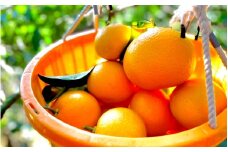 【期間限定・12/31まで】紅八朔9kg※1月下旬から順次発送予定※ / 和歌山県 はっさく フルーツ 果物 柑橘 田辺市 みかん【nak013-1】