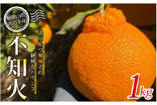 【先行予約】不知火1kg 【贈答】 ※2026年3月から順次発送予定 中山農園のこだわり不知火  / 和歌山県 しらぬい デコポン 家庭用 贈答用 フルーツ 果物 柑橘 田辺市 【nak014-1】