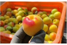 【先行予約】【2025/5/15まで】中山農園の南高梅　完熟梅1kg※2026年6月中旬から順次発送予定※ / 紀州南高梅 梅干 梅ジュース 梅酒 和歌山県 【nak020-1】