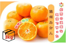紀南の温暖な気候で育った田辺の温州みかん 3kg※11月下旬～12月下旬頃に順次発送予定【期間限定・先行予約・12/10まで】 / 和歌山県 温州みかん 柑橘 フルーツ 田辺市【mry009-2】