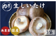 龍神マッシュの生しいたけ３袋セット / 肉厚 無農薬 菌床栽培 きのこ シイタケ 椎茸  和歌山県 田辺市【mas001】
