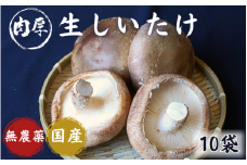 龍神マッシュの生しいたけ１０袋セット / 肉厚 無農薬 菌床栽培 きのこ シイタケ 椎茸  和歌山県 田辺市【mas003】