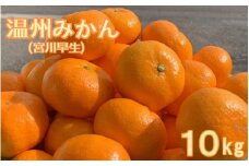 【期間限定・2024/12/5まで】宮川早生みかん10kg  / 和歌山県 温州みかん ミカン フルーツ 果物 柑橘 田辺市【ike004-1】