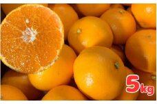 【期間限定・2024/1/15まで】はるみ5kg / 和歌山県 みかん ミカン フルーツ 果物 柑橘 田辺市【ike005】