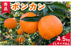 【期間限定・2025/2/10まで】ポンカン4.5kg / 和歌山県 ぽんかん フルーツ 果物 柑橘 田辺市【ike006】