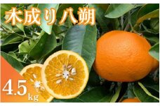 【期間限定・2024/3/20まで】木成り八朔　4.5kg※2月下旬から順次発送※ / 和歌山県 はっさく フルーツ くだもの 果物 柑橘 田辺市【ike007】