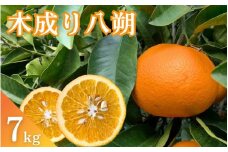 【期間限定・2024/3/20まで】木成り八朔　7kg※2月下旬から順次発送※ / 和歌山県 はっさく フルーツ くだもの 果物 柑橘 田辺市【ike008】