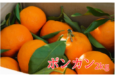 ＜先行予約＞ポンカン  2kg ※2025年1月中旬以降随時発送予定 / 田辺市 和歌山 みかん ミカン 柑橘 温州みかん フルーツ オレンジ 【mnm005】