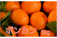 ＜先行予約＞ポンカン  5kg ※2025年1月中旬以降随時発送予定 / 田辺市 和歌山 みかん ミカン 柑橘 温州みかん フルーツ オレンジ 【mnm006】