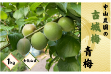 【期間限定・2025/4/30まで】中山農園の古城梅「青梅」1kg※2025年5月中旬以降随時発送予定 / 紀州 梅シロップ 梅ジュース 梅酒 和歌山県 【nak035】