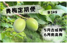 ＜先行予約＞【定期便】【期間限定・2025/4/30まで】中山農園「青梅」古城梅・南高梅各1kg / 紀州南高梅 梅シロップ 梅ジュース 梅酒 和歌山県 【nak038-tk】