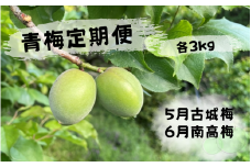 ＜先行予約＞【定期便】【期間限定・2026/4/30まで】中山農園「青梅」古城梅・南高梅各3kg / 紀州南高梅 梅シロップ 梅ジュース 梅酒 和歌山県 【nak039-tk】