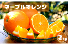 ＜先行予約＞ネーブルオレンジ　2kg ※2025年3月上旬以降随時発送予定 / 田辺市 和歌山 みかん ミカン 柑橘 温州みかん フルーツ オレンジ ネーブル 【mnm009】
