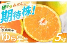 ＼先行予約／ 【秀品】 極早生みかん ゆら早生 5kg（サイズ混合） ※2025年10月より順次発送 / みかん ミカン ゆら早生みかん 蜜柑 和歌山 早生 温州 田辺市 紀州 くだもの 柑橘 フルーツ 【aoi001-1】