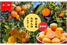 【全4回定期便】樹上完熟みかんフルコース【10月20日まで】 / 宮川早生みかん・ゆら早生・きゅうき・上野早生※2024年10月より発送（期間限定・10/20まで受付） / 和歌山県 ミカン フルーツ 果物 柑橘 田辺市 みかん くだもの【nak042-tk】
