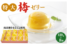 特大梅ゼリー 120g×8個  / 田辺市 紀州南高梅 南高梅 梅干し 梅干 梅 うめ ゼリー  特大 スイーツ おやつ ひんやり 【kbe045-1】