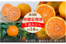 【2025年分先行予約・数量限定】和歌山の柑橘3回定期便（王道みかん）合計14kg【期間限定・9/30まで受付】 / みかん ゆら早生 温州みかん ポンカン ぽんかん 柑橘 くだもの 果物 期間限定 和歌山県 田辺市【mrn022-tk】