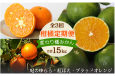 【2025年分先行予約・数量限定】和歌山の柑橘3回定期便（変わり種みかん）合計15kg【期間限定・8/31まで受付】 / みかん 極早生 YN-26 紅ばえ ブラッドオレンジ タロッコ 柑橘 くだもの 果物 期間限定 和歌山県 田辺市【mrn023-tk】