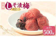 天然　しそ漬梅 塩分8% 500g/田辺市 紀州南高梅 南高梅 梅干し 梅干 梅 うめ 肉厚 しそ漬梅 しそ 紫蘇 【ktk007】