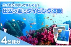 【和歌山 田辺・体験／1ボートダイビング】気軽に水中の世界を体験♪　4名様 / ダイビング スキューバダイビング ファンダイビング マリンスポーツ 体験 旅行 観光 レジャー アウトドア サンゴ 熱帯魚 水中 癒し 【tds002-4】